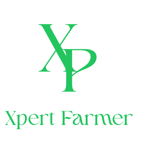 xp